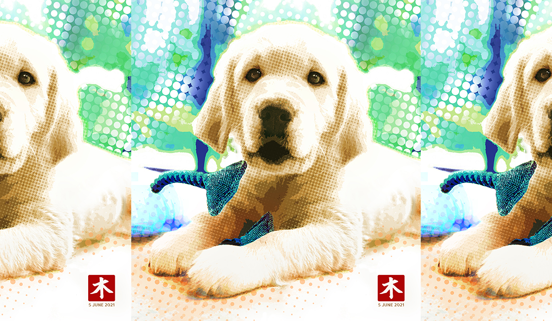 Portrait Blue, adorable puppy.