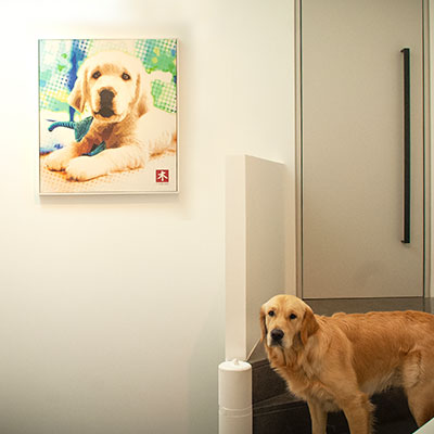 Magdalena's labradour Blue.