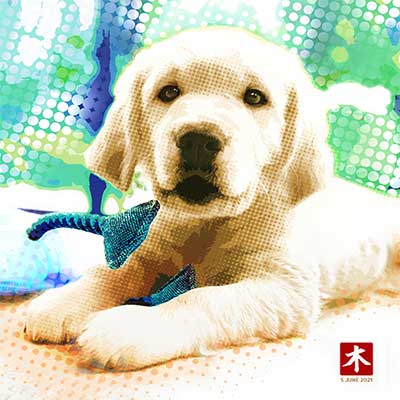 Blue | Labradour puppy.