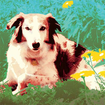 Lassie, Rough Collie.