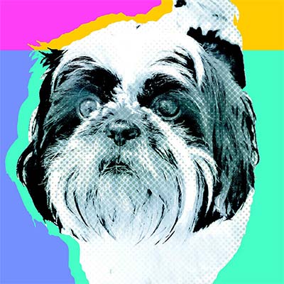 Victor | Shih Tzu.