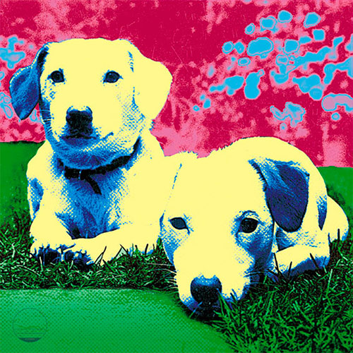 Portrait of much loved mongrels, Tom and Harry.