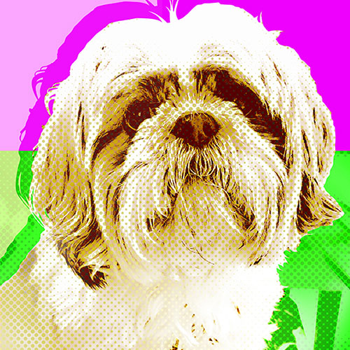 Portrait of Victoria, Chan family pet